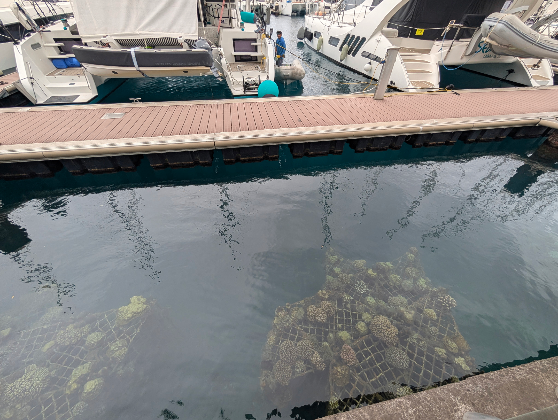 coral restauration observation by the yatchs in papeete