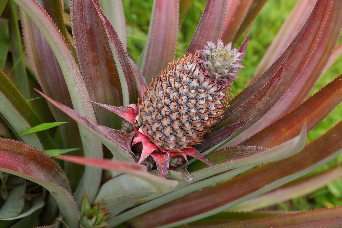 queen tahiti pineapple growing