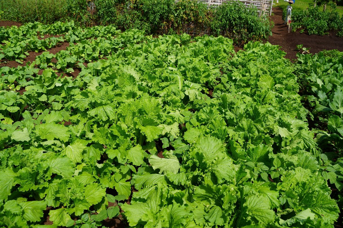 white choy sum and chinese cabbage parcelle