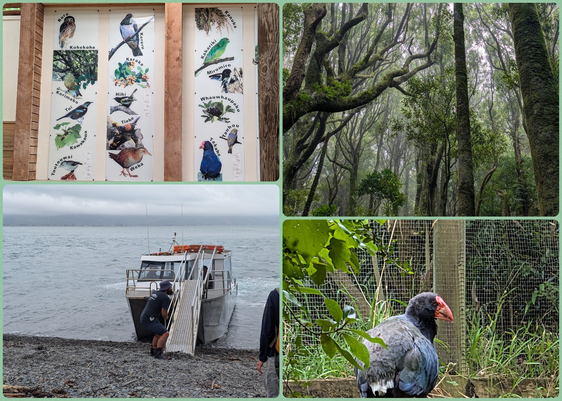 Various photos of birds, vegetation with the boat to Kapiti Various photos of birds, vegetation with the boat to Kapiti